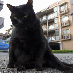 巨大黒猫