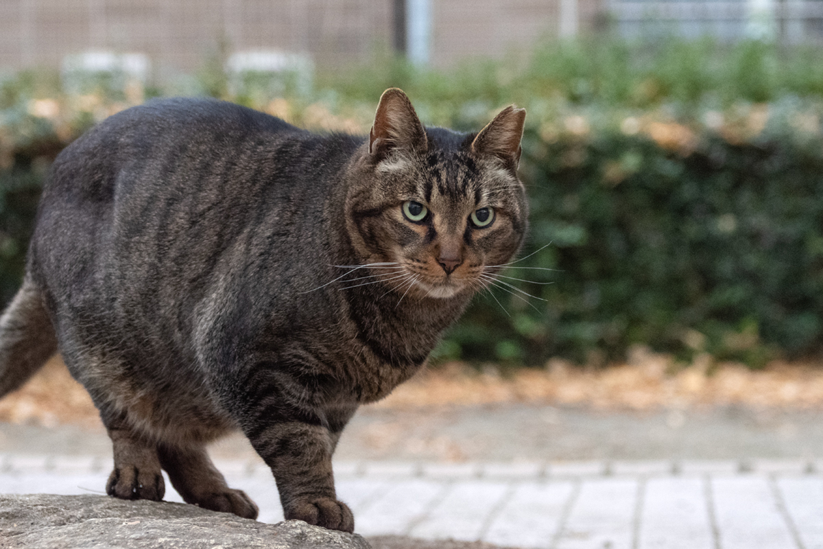 brown mackerel tabby（キジトラ）