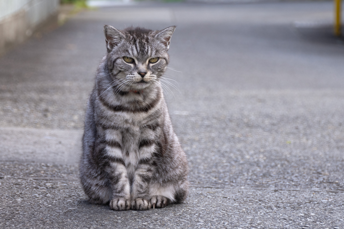 silver mackerel tabby（銀トラ）