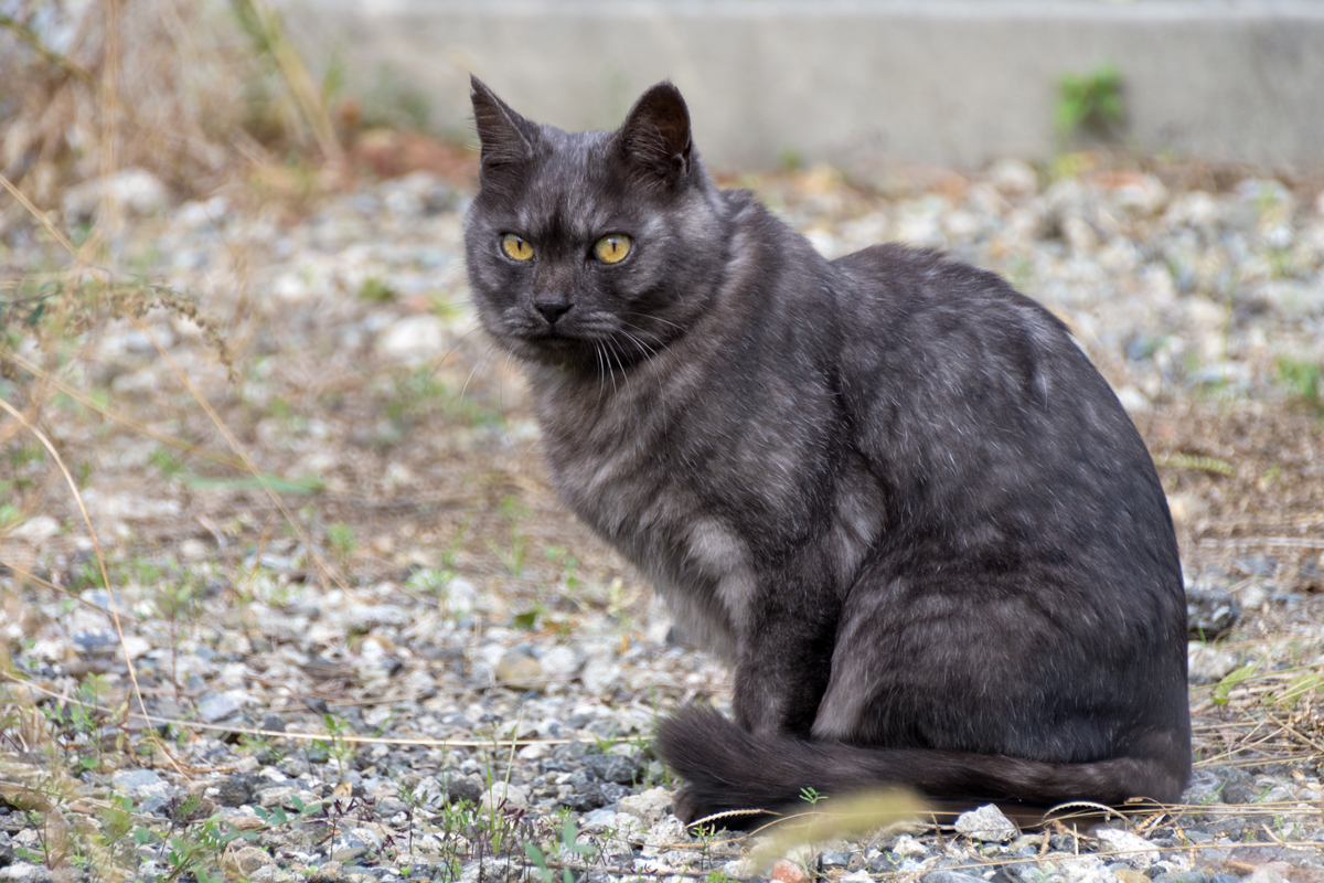 smoked silver mackerel tabby（スモークシルバーマッカレルタビー）