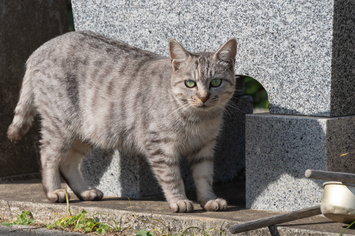 shaded silver mackerel tabby（シェードシルバータビー）