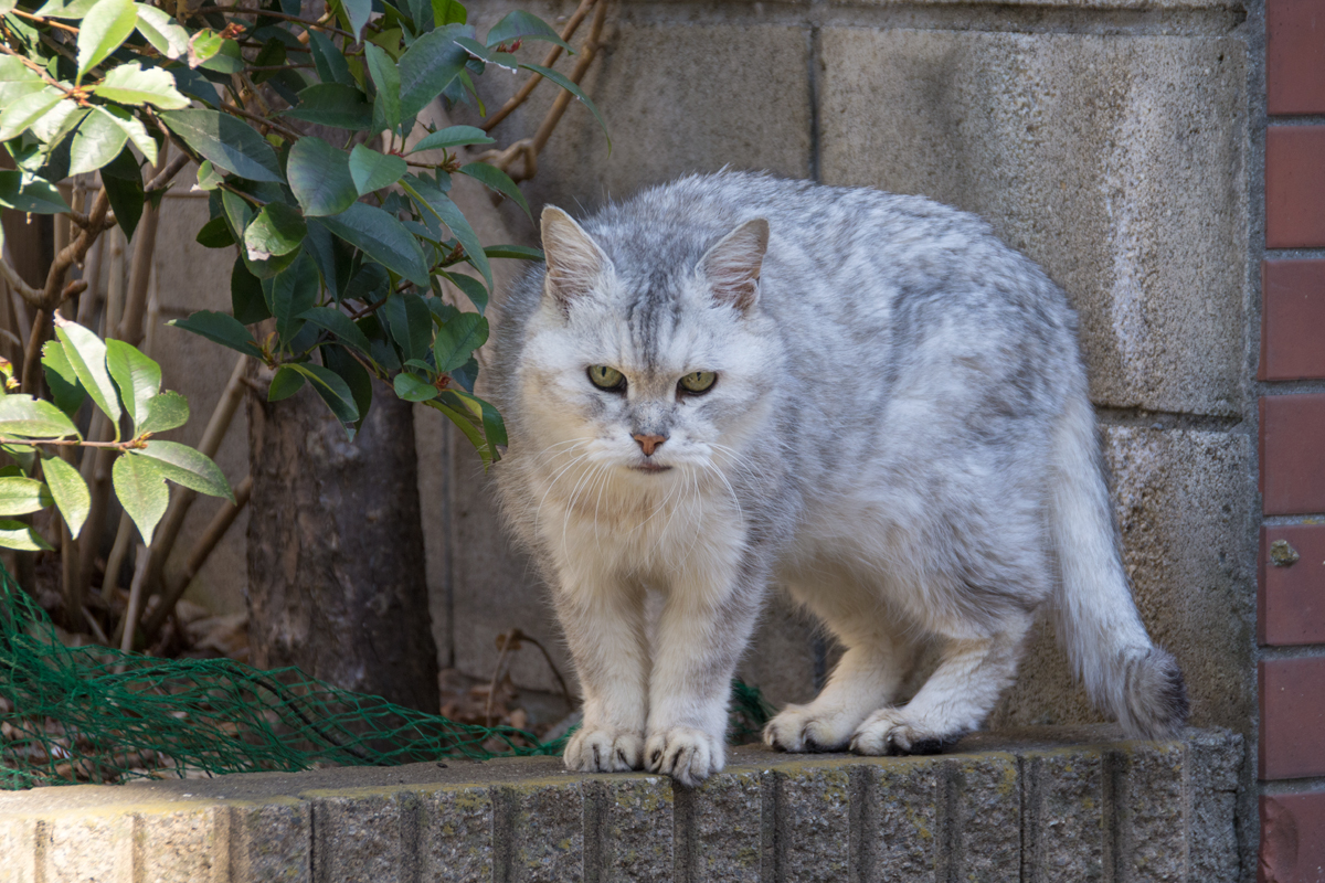 chinchilla silver mackerel tabby（チンチラシルバータビー）