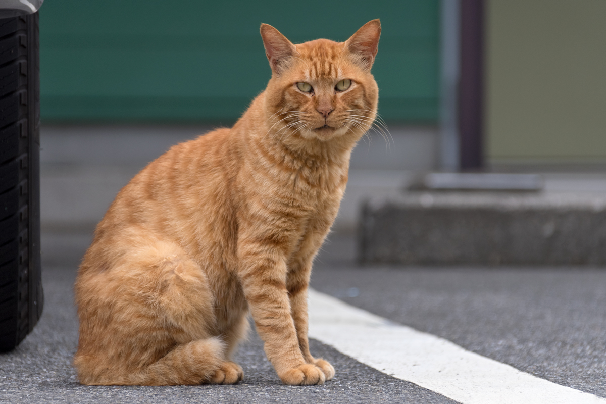 red mackerel tabby（茶トラ）