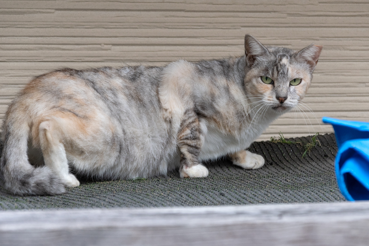 chinchilla tortie（チンチラ三毛）