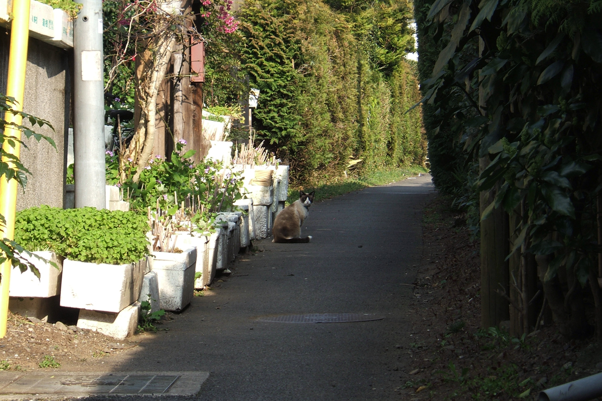 2010年のシャム混1号
