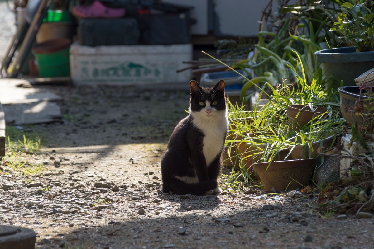 カミツキ猫の相方の黒白