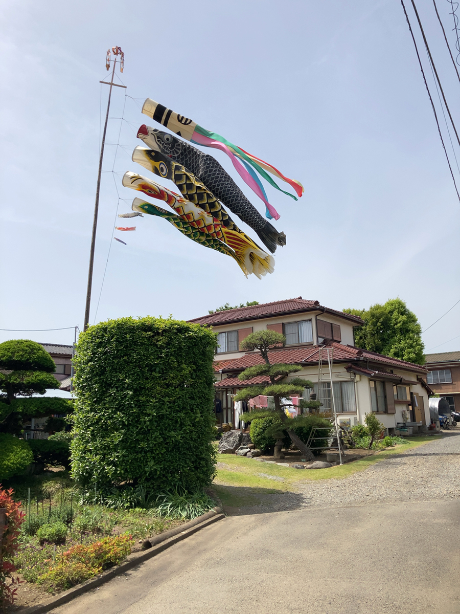 日野市内の鯉のぼり1