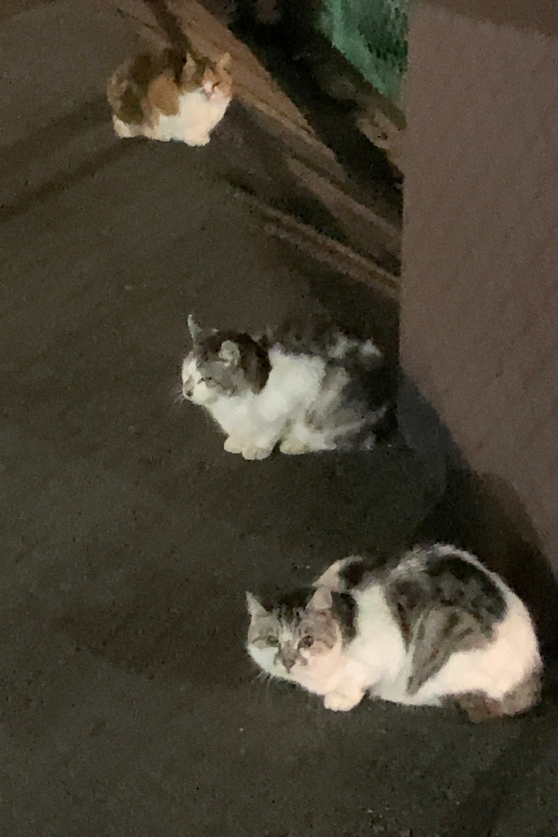 ある雨の夜の猫ミーティング（2021年10月）