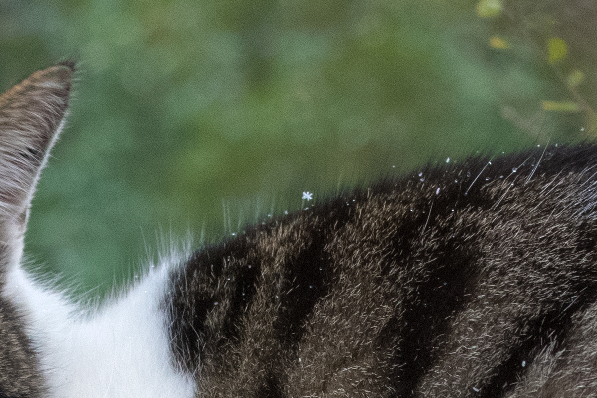 猫に雪の結晶