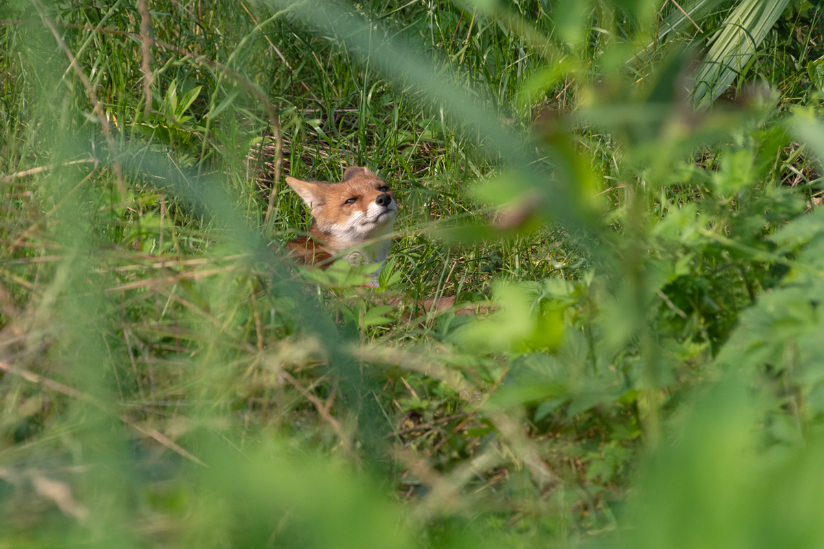 ホンドギツネ（Vulpes vulpes japonica）