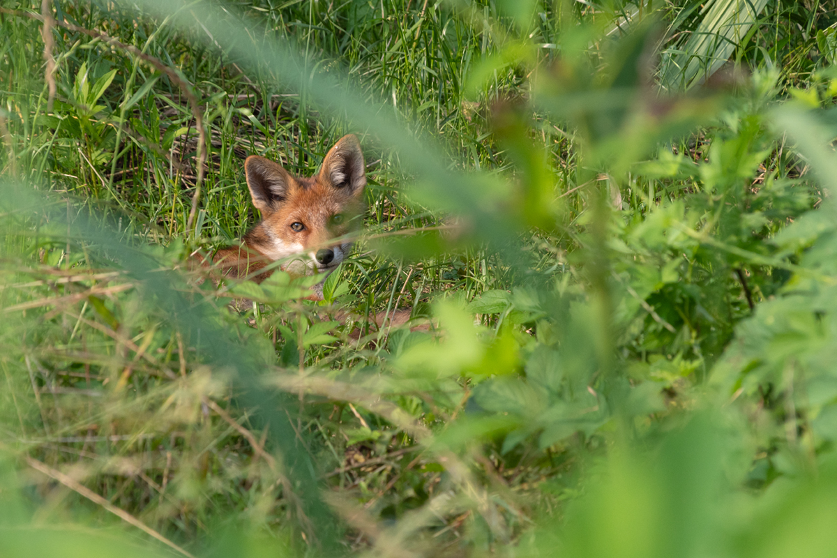 ホンドギツネ（Vulpes vulpes japonica）