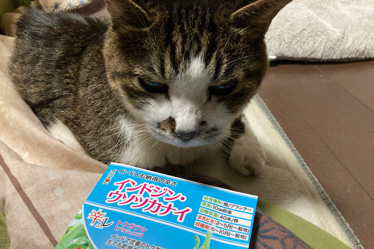インドジンウソツカナイ