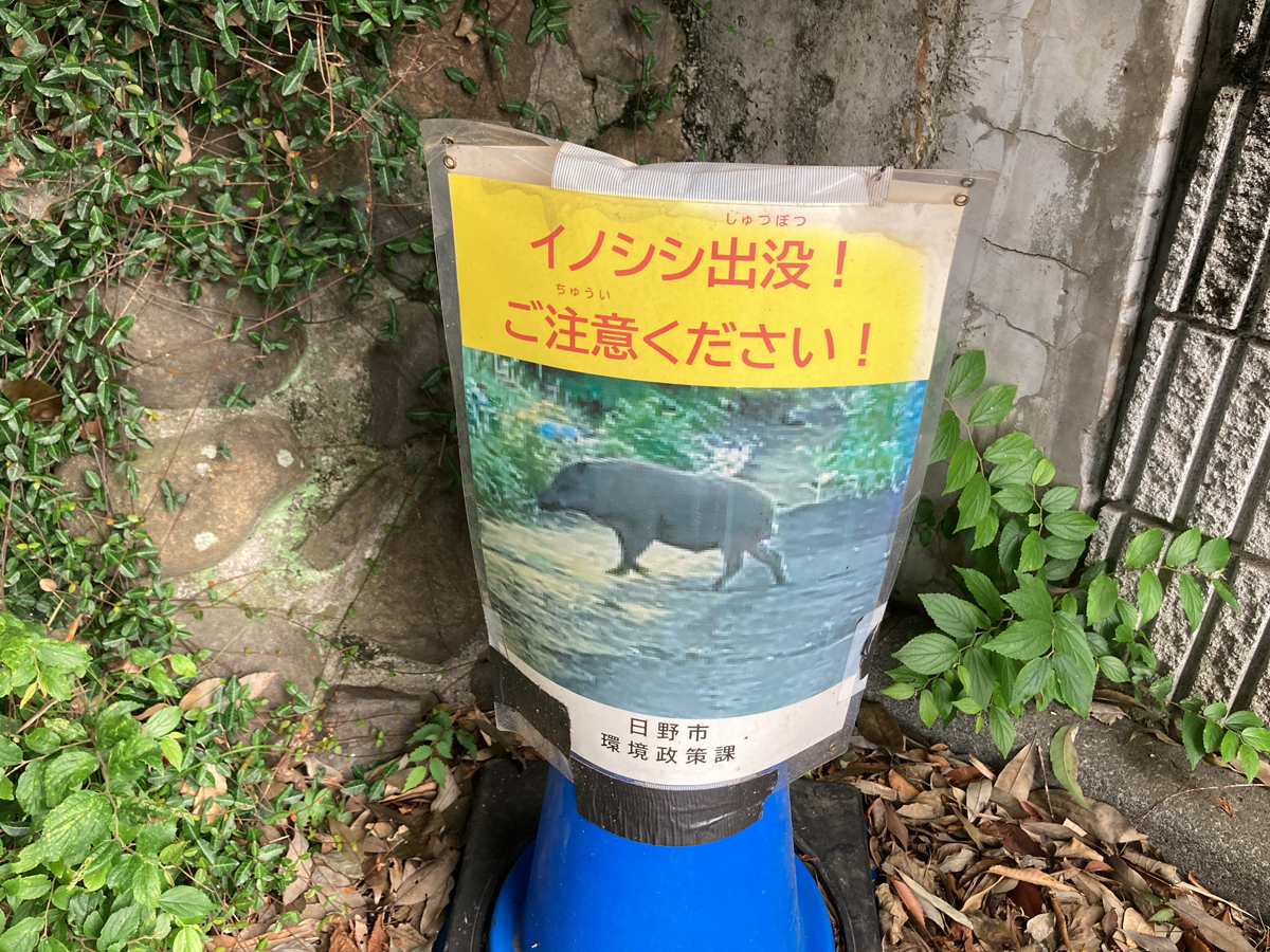 イノシシ注意