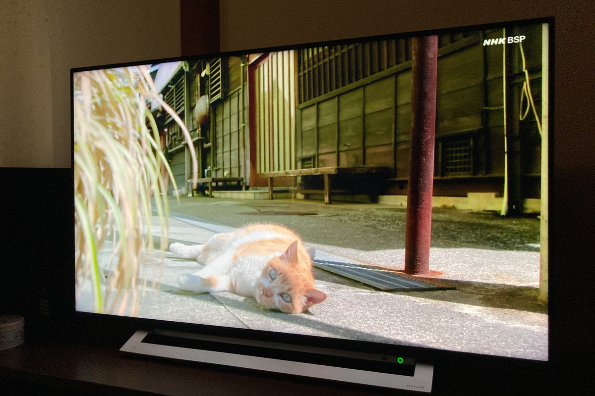 奥多摩猫集落