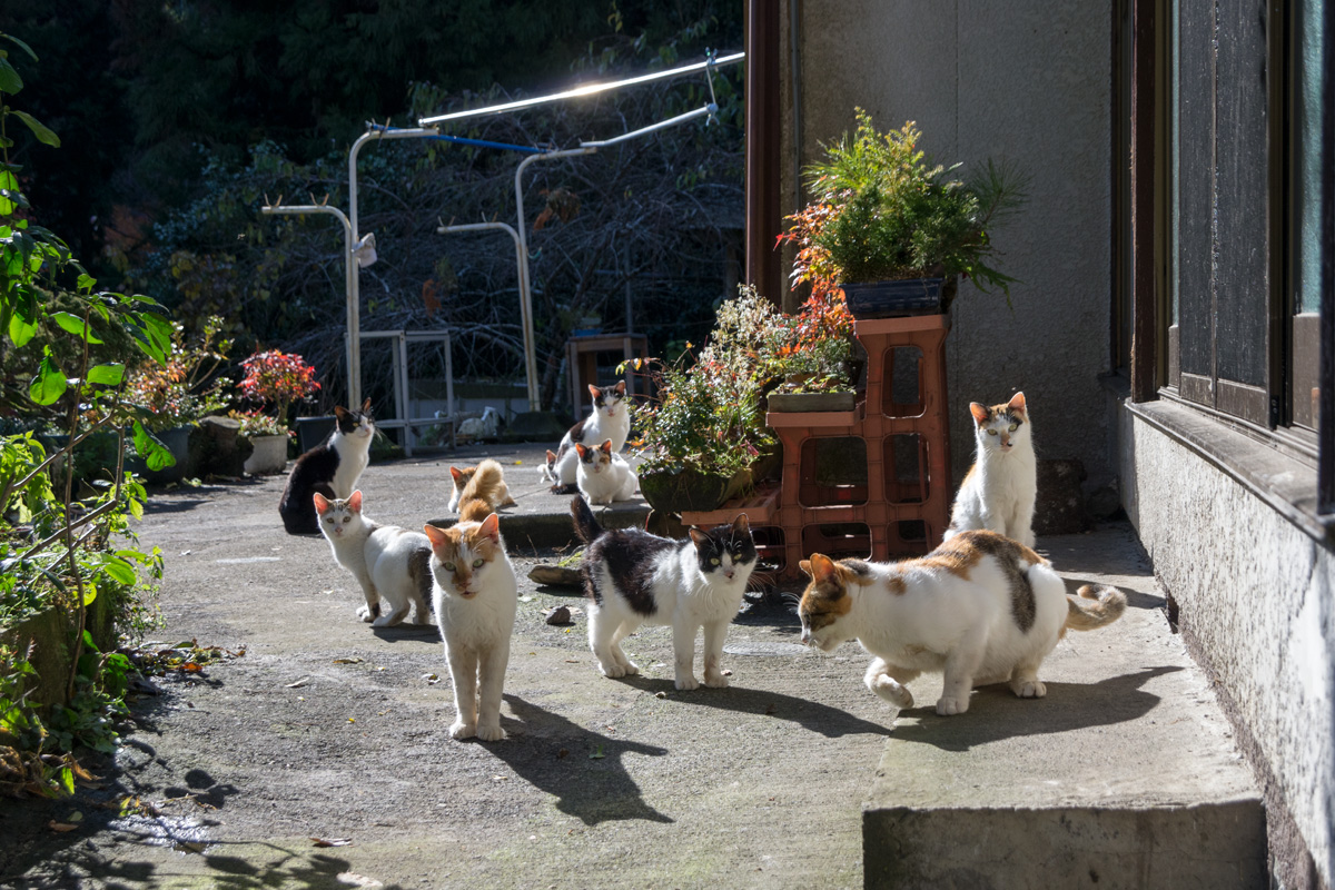 奥多摩猫集落