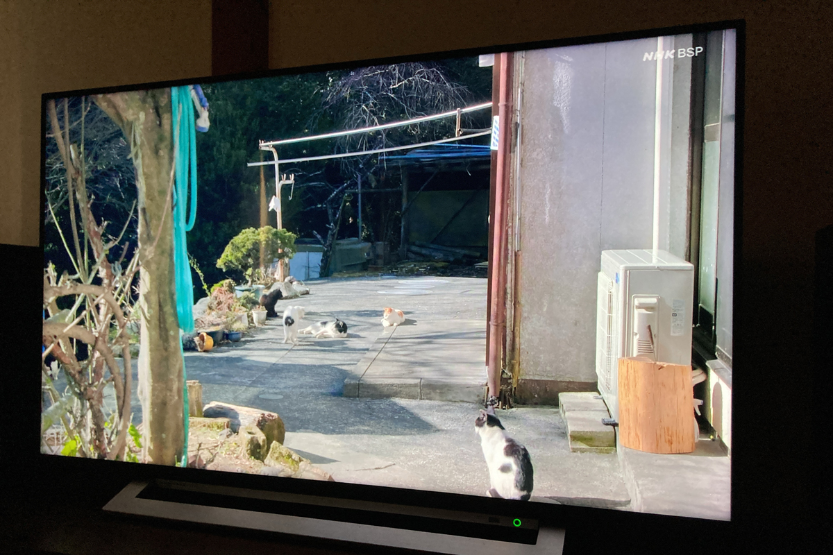 奥多摩猫集落