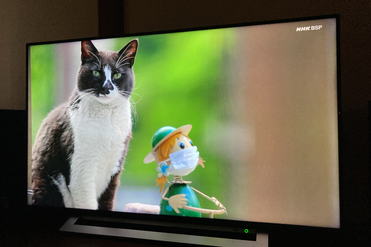 奥多摩猫集落