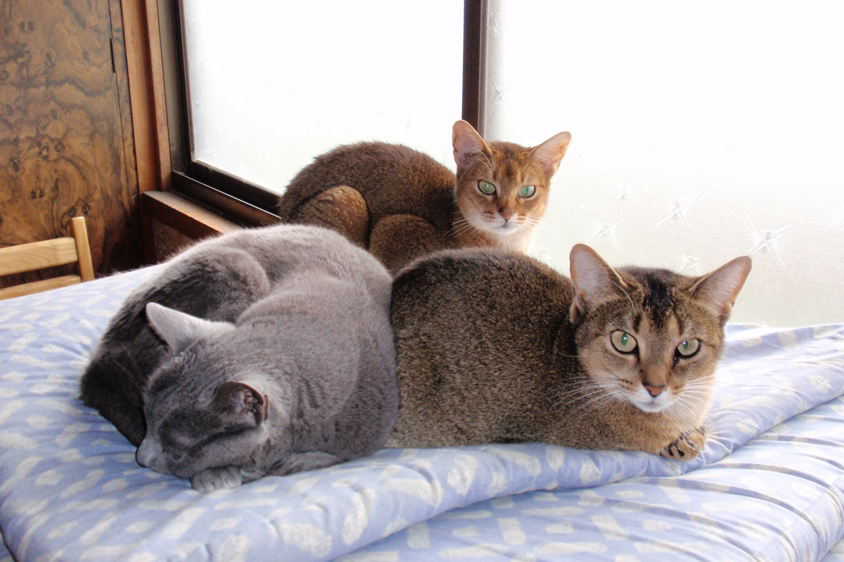 妹宅の猫