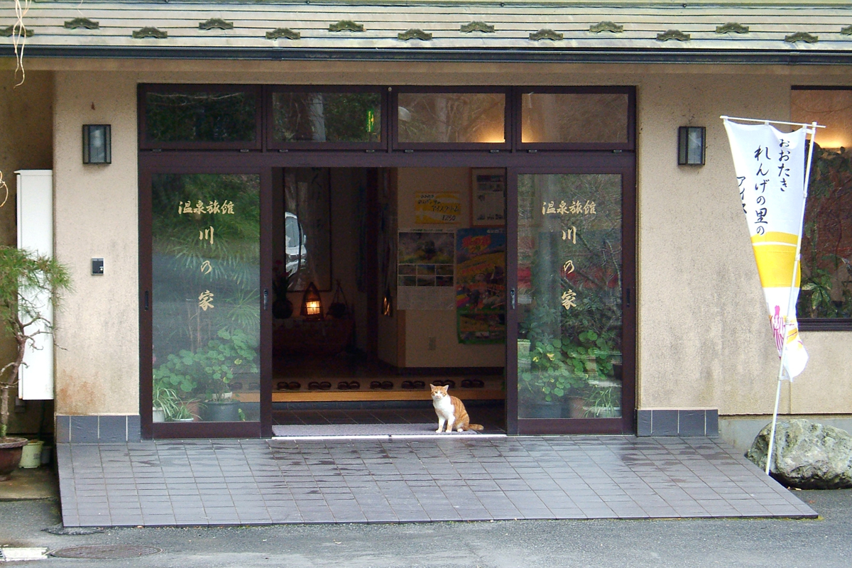 猫のお宿の猫