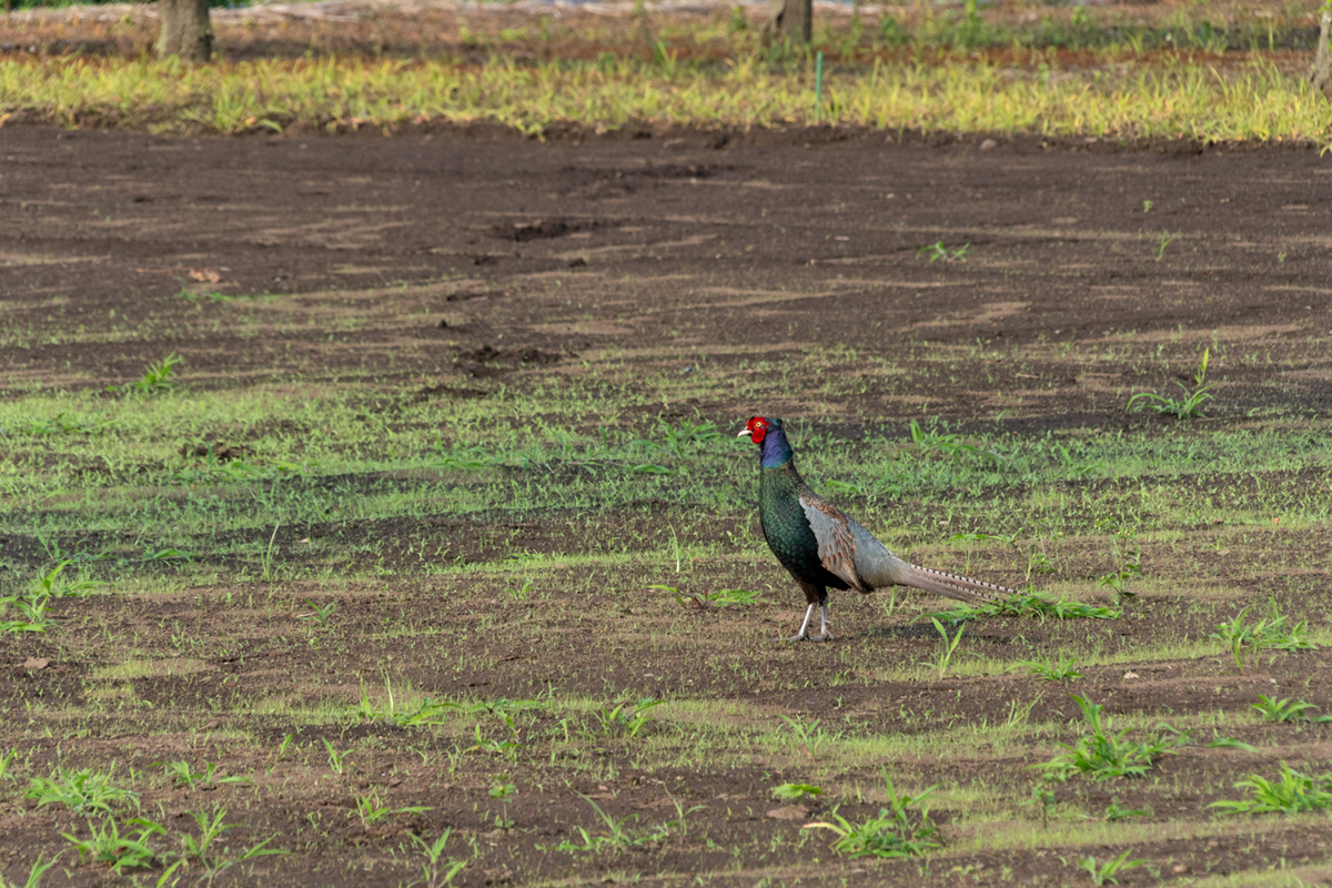 キジ（Phasianus versicolor）