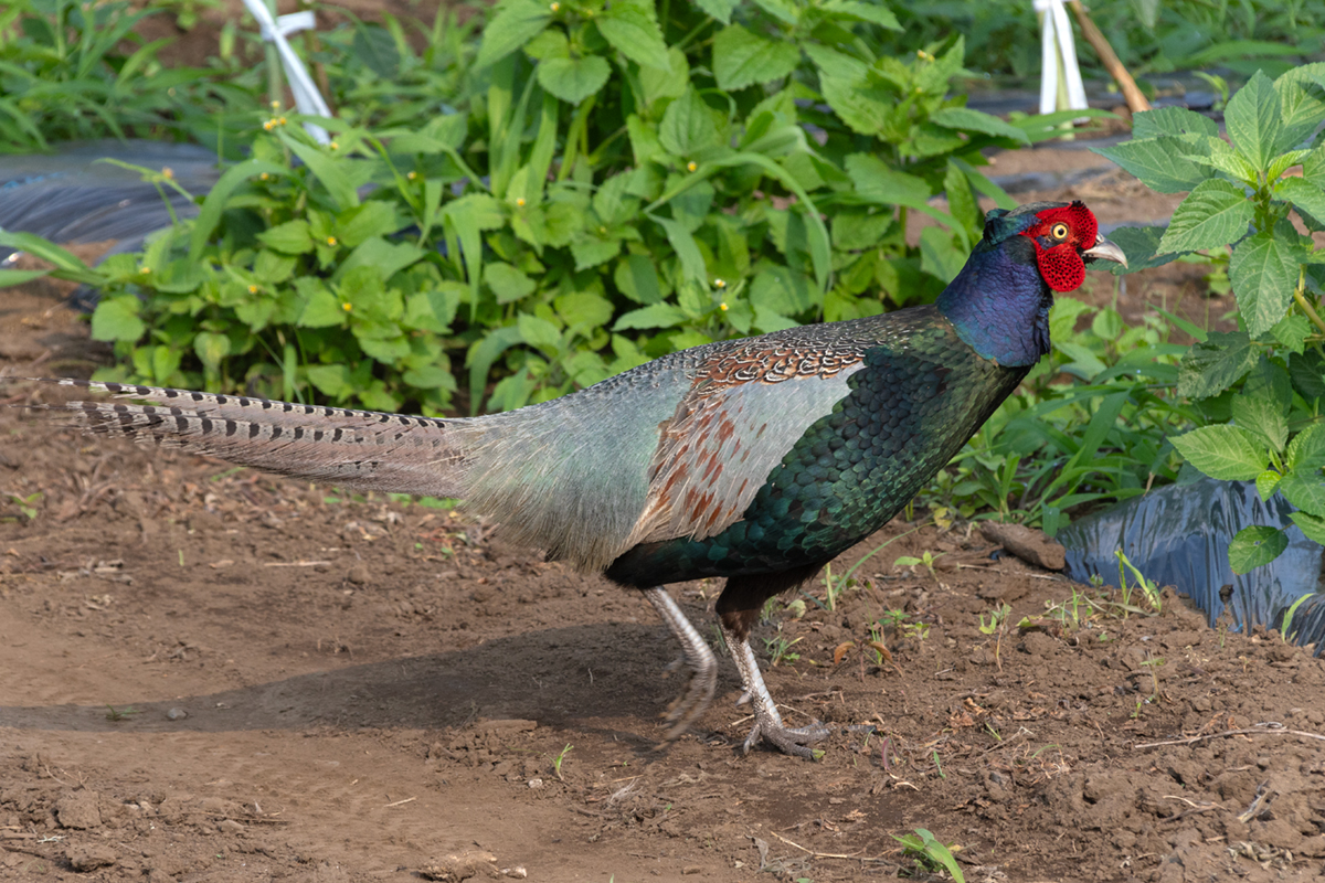 キジ（Phasianus versicolor）