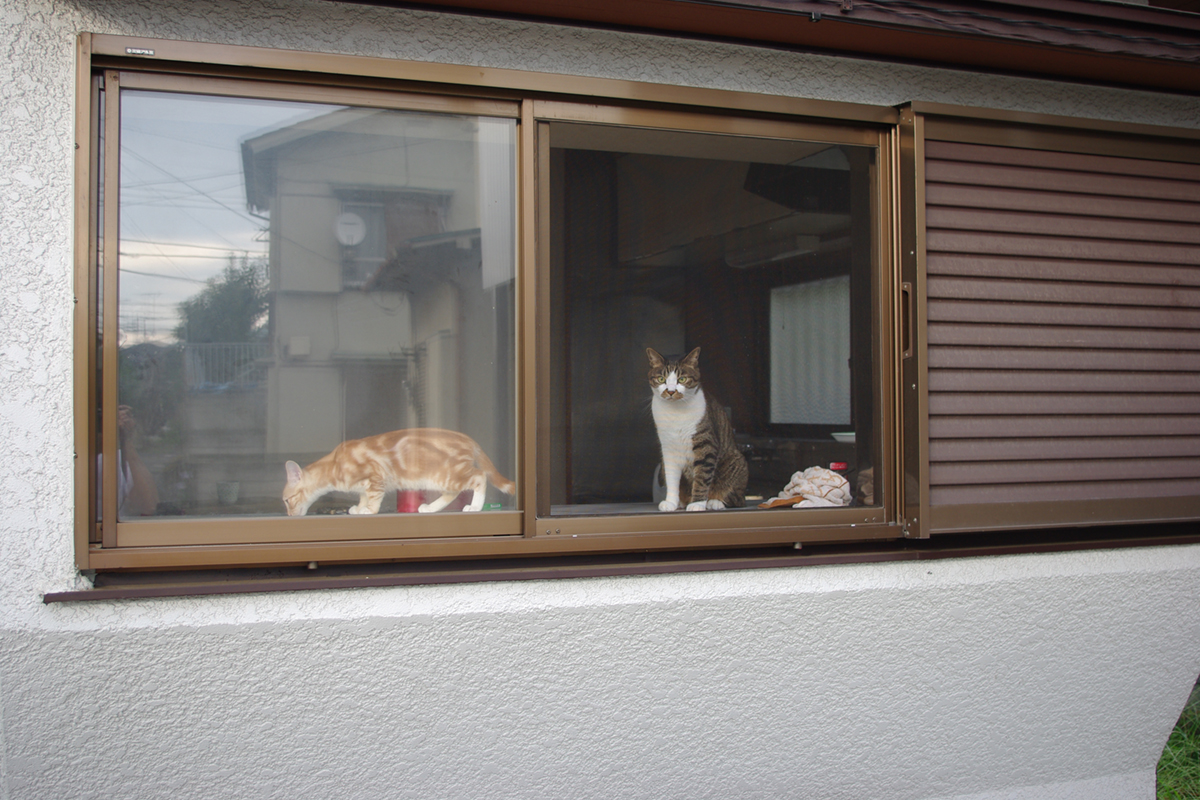 拝島時代の住居と2匹の猫（2009年9月13日撮影）