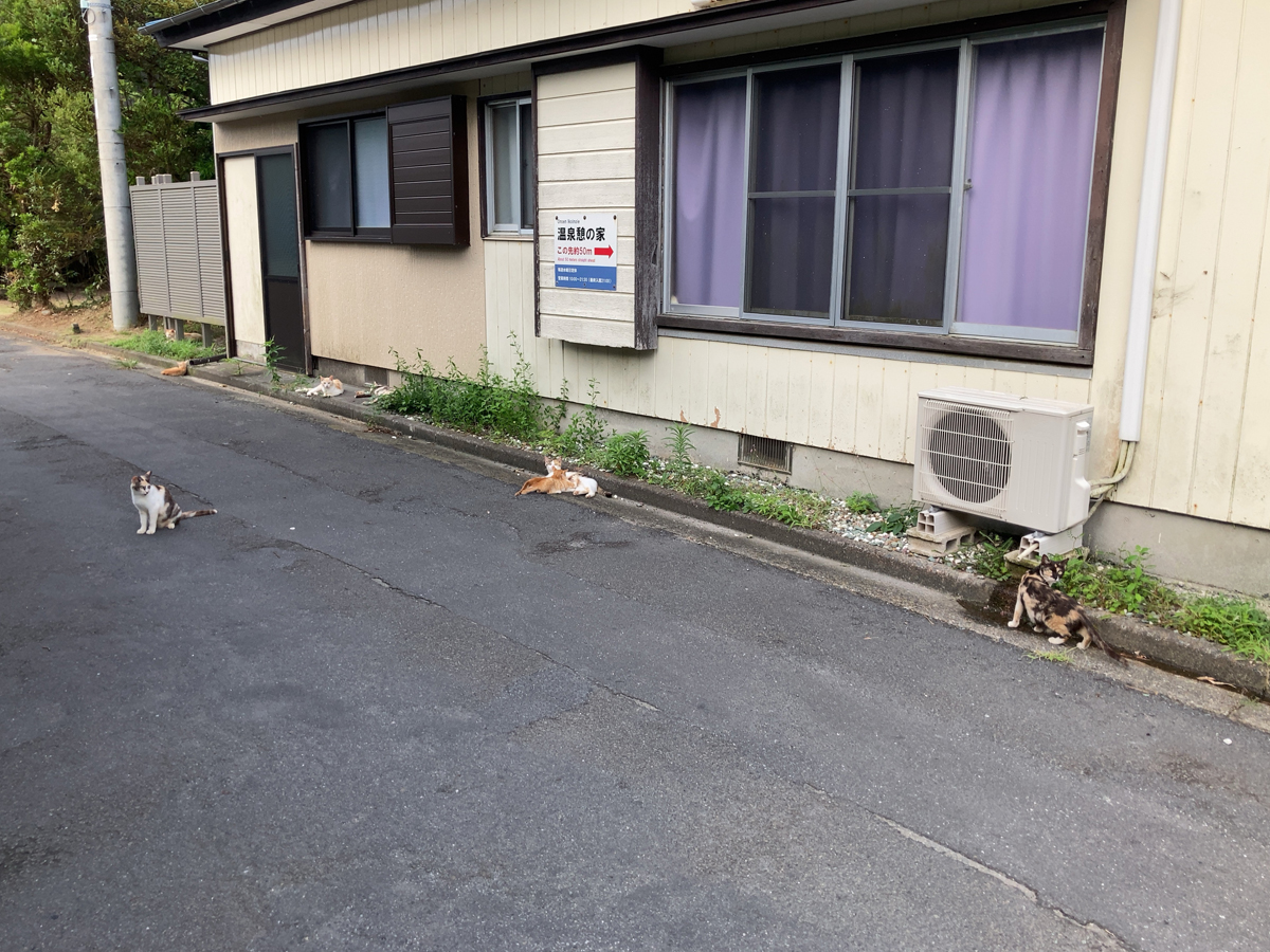 式根島の猫ファミリー