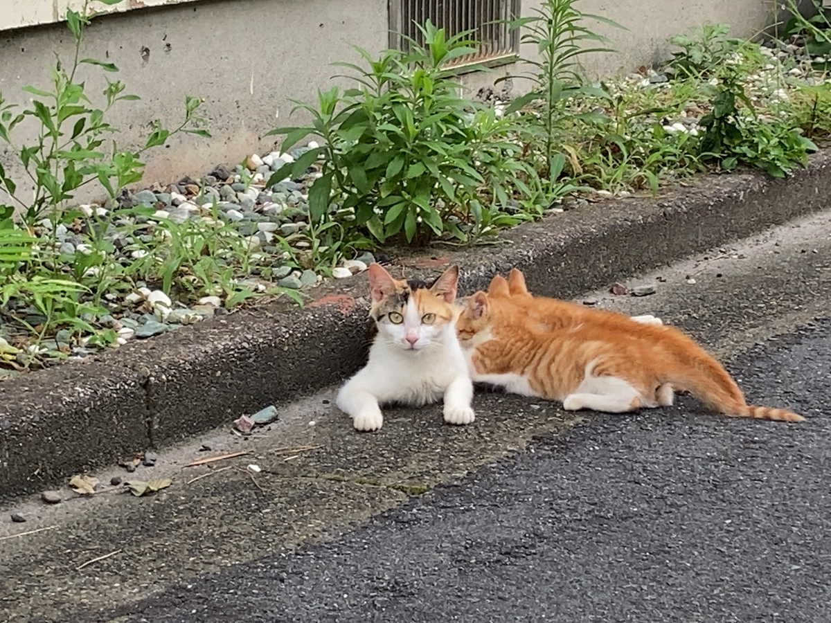 式根島の猫ファミリー