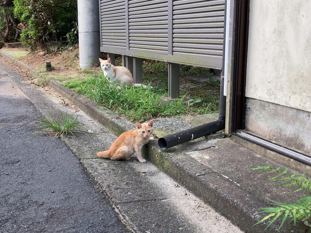式根島の猫ファミリー