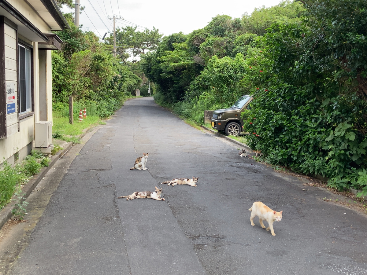 式根島の猫ファミリー