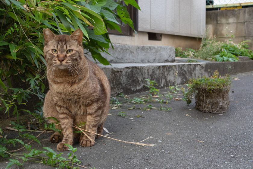 B遺伝子座の変異型に見られる毛色の一例