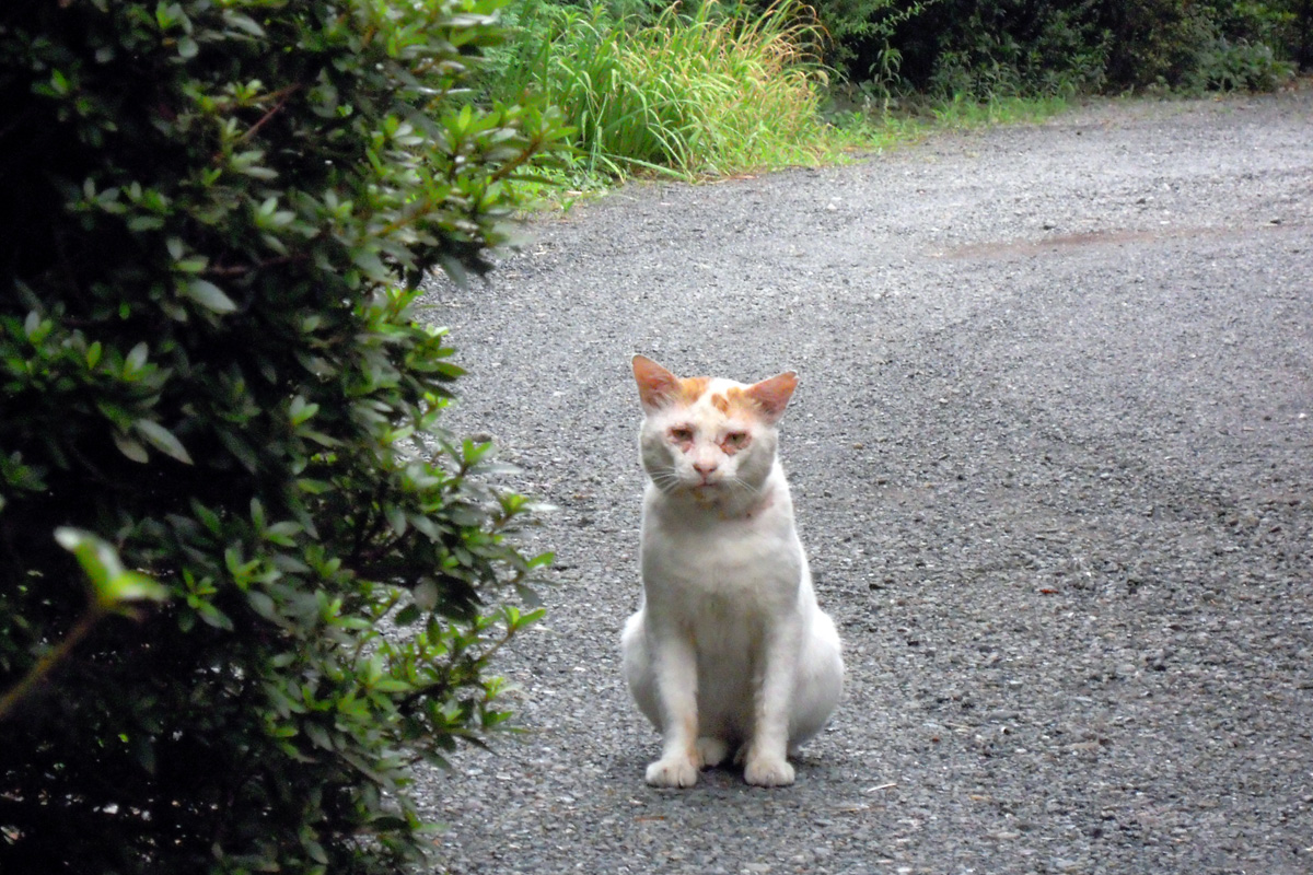 猫の病気 一日一猫