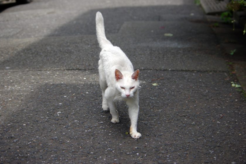 立川市の猫