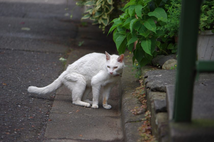 立川市の猫