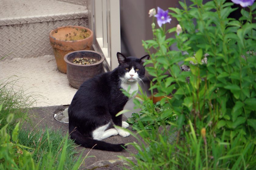 奥多摩町の猫