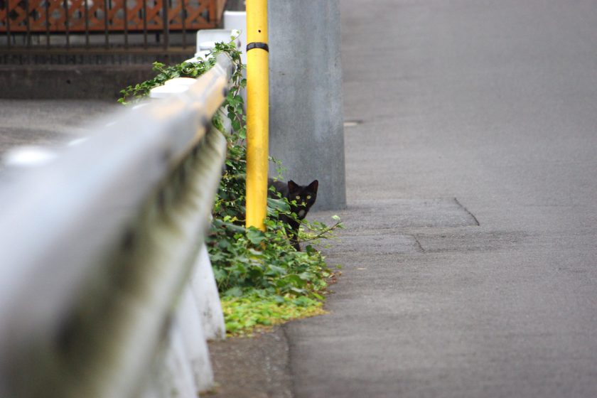 青梅市の猫