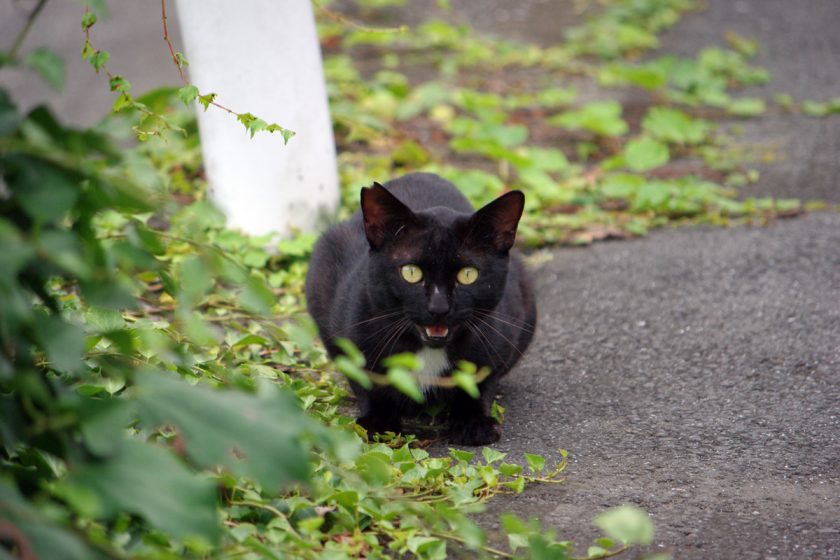 青梅市の猫