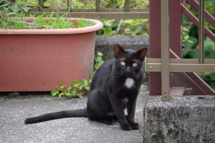 青梅市の猫