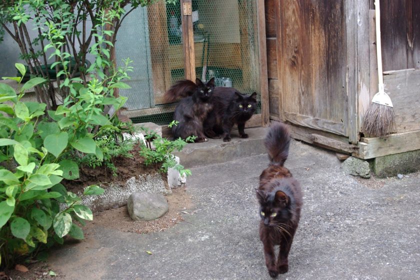 青梅市の猫