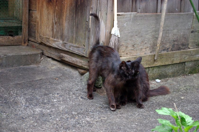 青梅市の猫