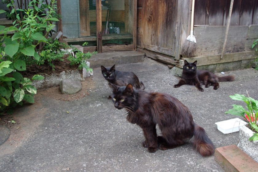 青梅市の猫