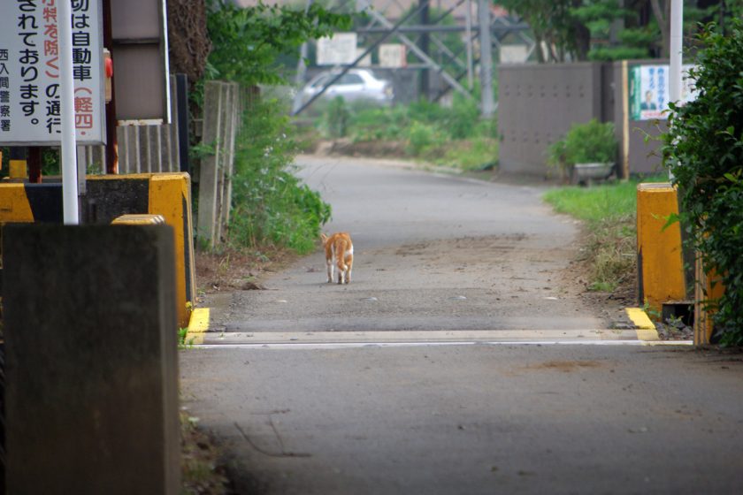 鶴ヶ島市の猫
