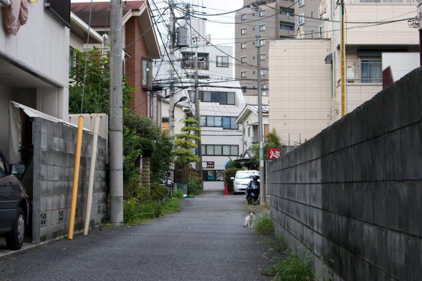 立川市の猫