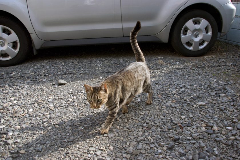 立川市の猫