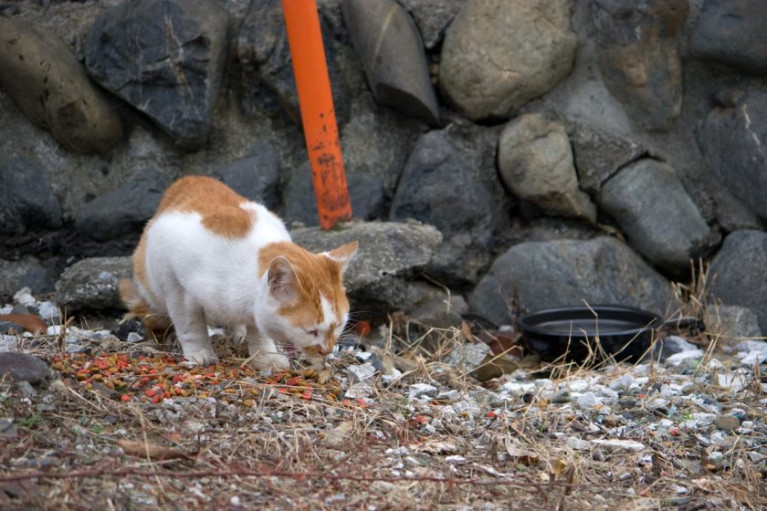 青梅市の猫