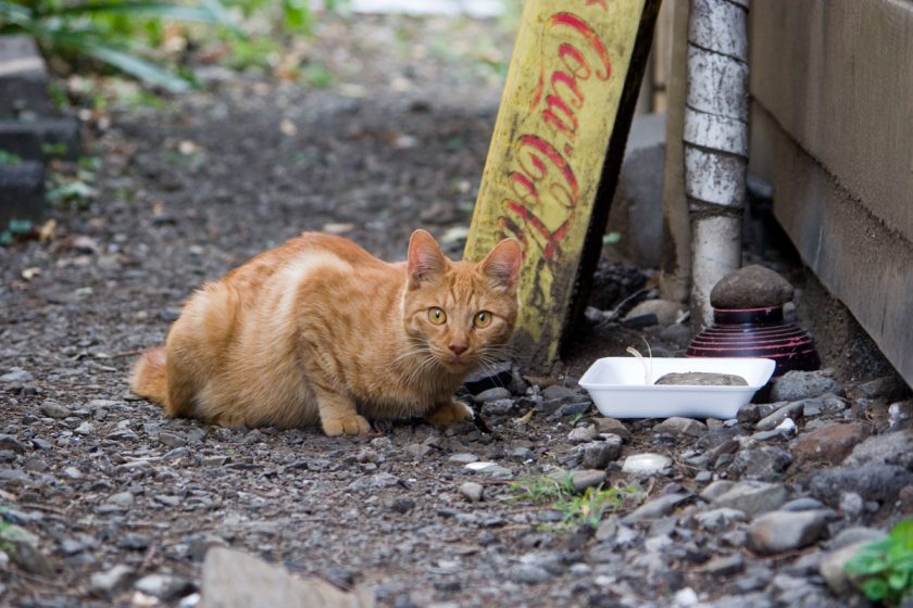 立川市の猫