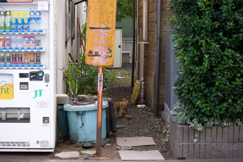 立川市の猫