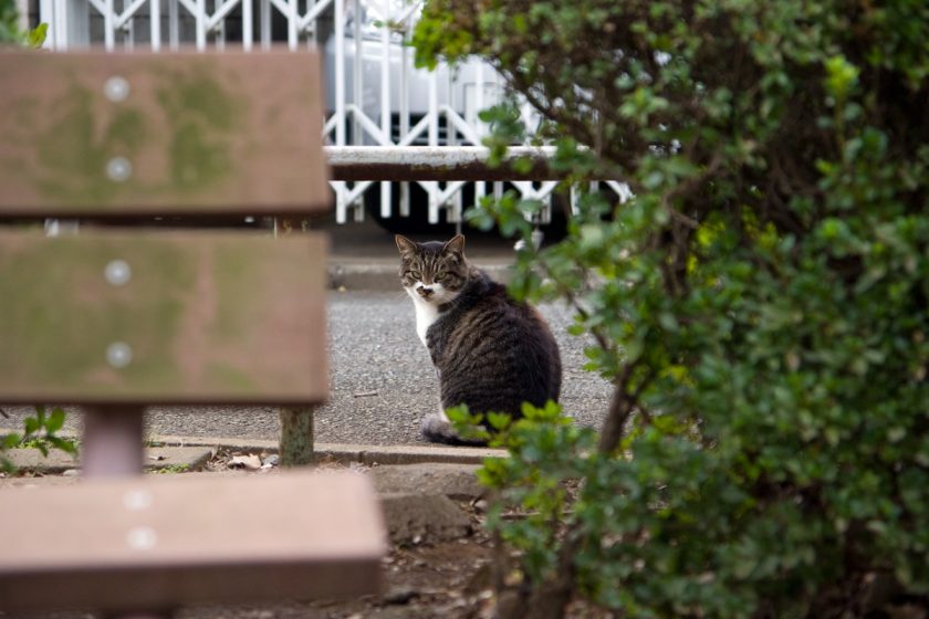 立川市の猫