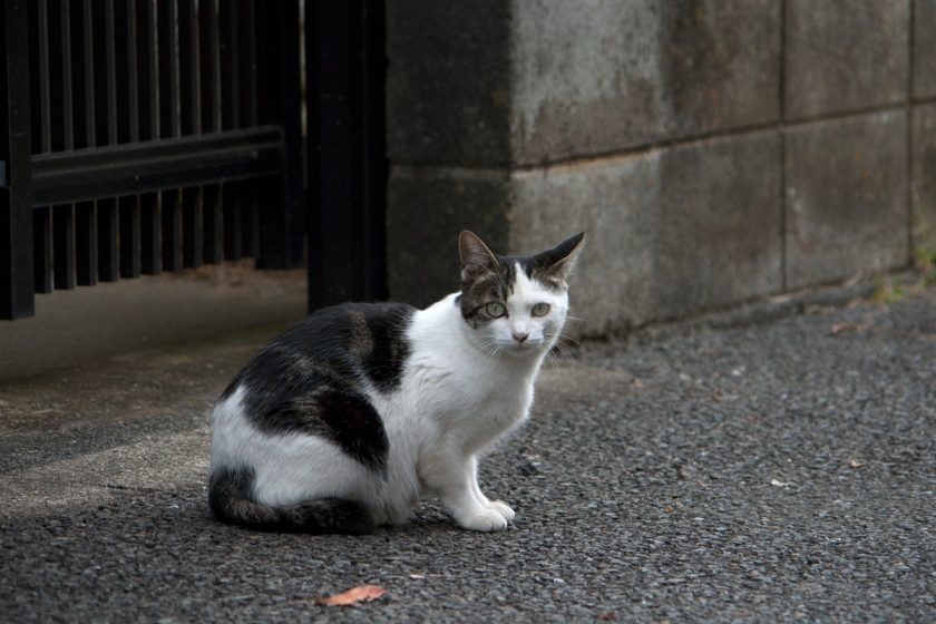 立川市の猫