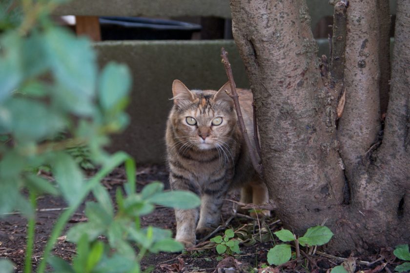 立川市の猫